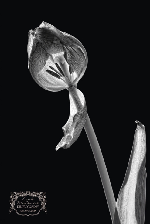 Fading-Tulip-web